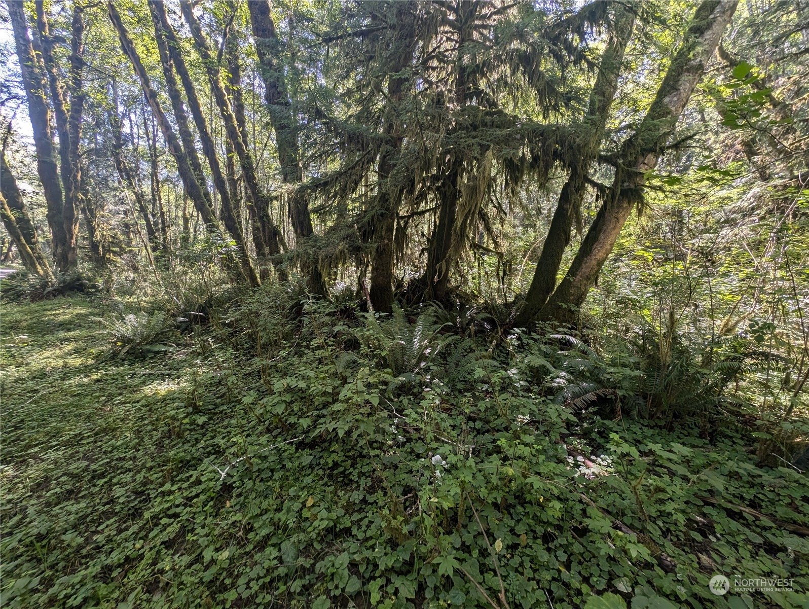 99993 Dowan Creek Road Forks, WA 98331 - Photo 12 of 40 a view of a yard with a tree