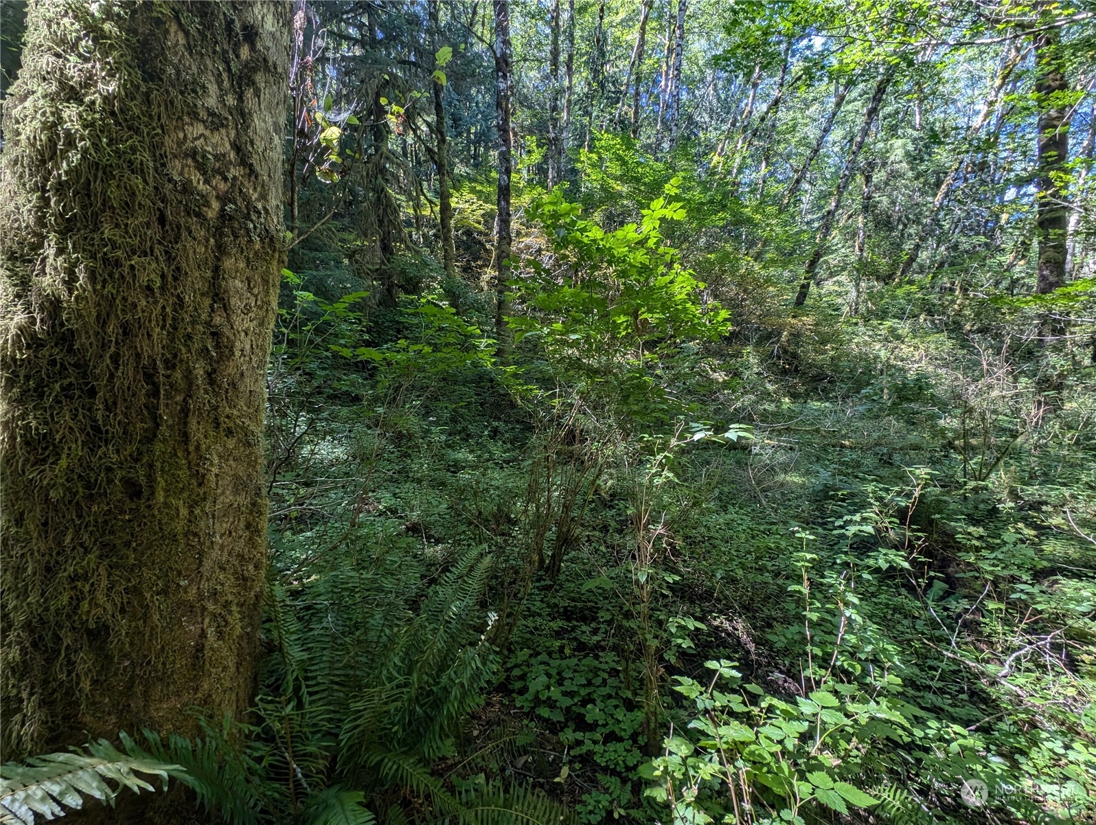 99993 Dowan Creek Road Forks, WA 98331 - Photo 17 of 40
