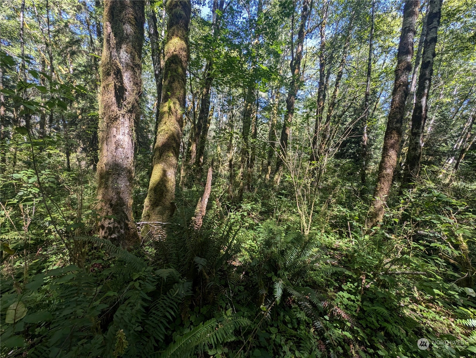 99993 Dowan Creek Road Forks, WA 98331 - Photo 20 of 40 a view of a tree in a yard