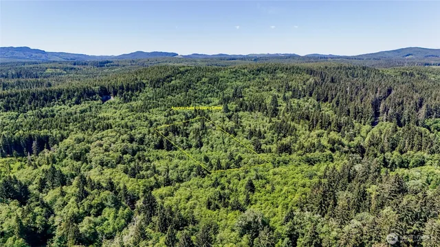 a view of a lush green forest with trees in the background