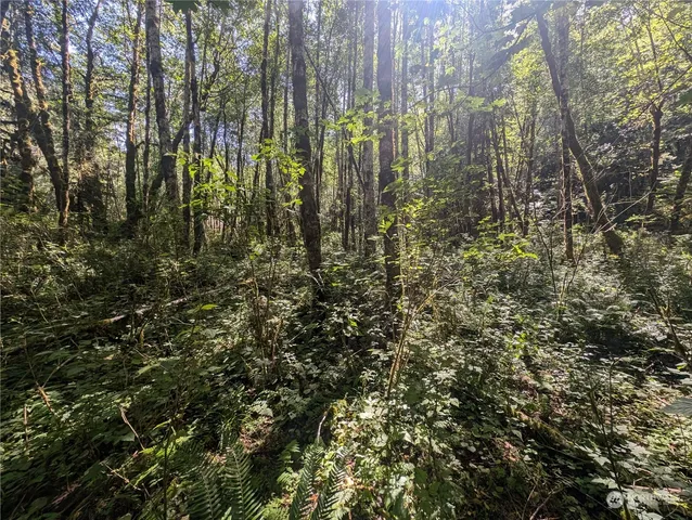 a view of a forest with a tree