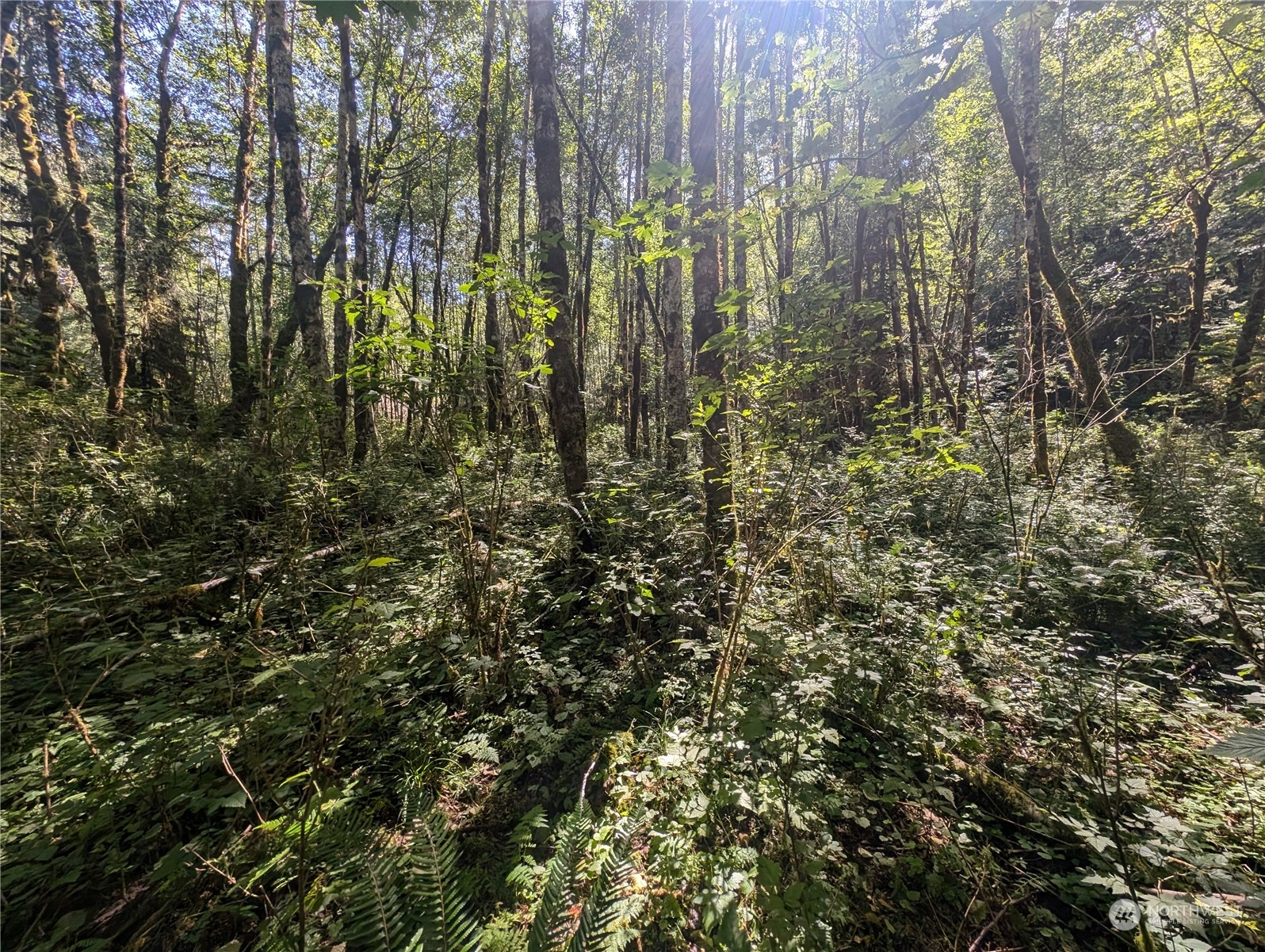 99993 Dowan Creek Road Forks, WA 98331 - Photo 23 of 40 a view of lots of trees