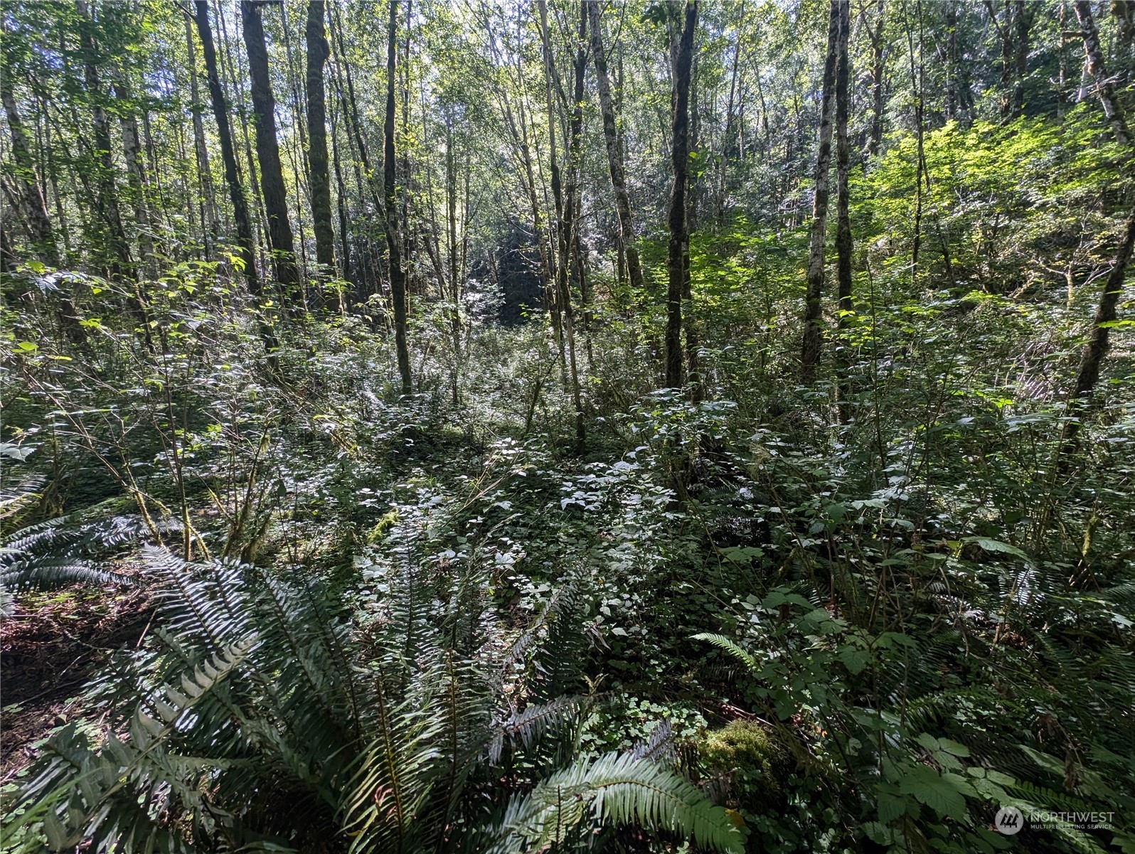 99993 Dowan Creek Road Forks, WA 98331 - Photo 24 of 40 a view of a forest with a tree