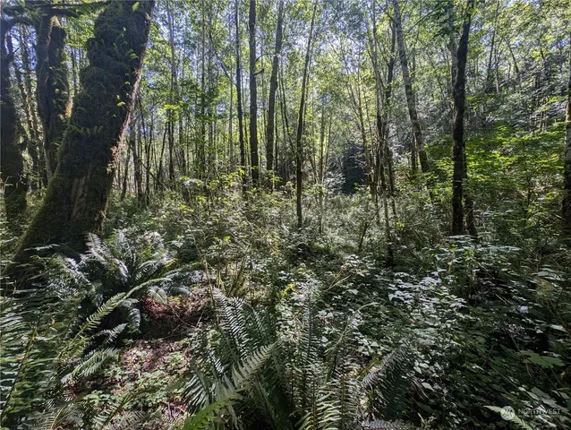 a view of a lush green forest with large trees