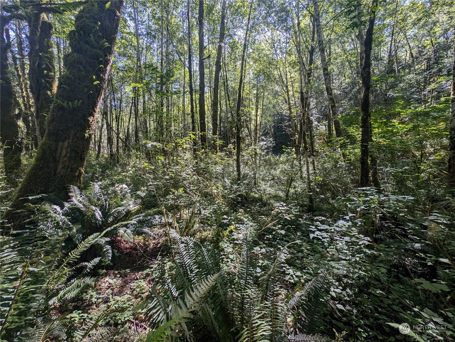 99993 Dowan Creek Road Forks, WA 98331 - Photo 25 of 40 a view of forest