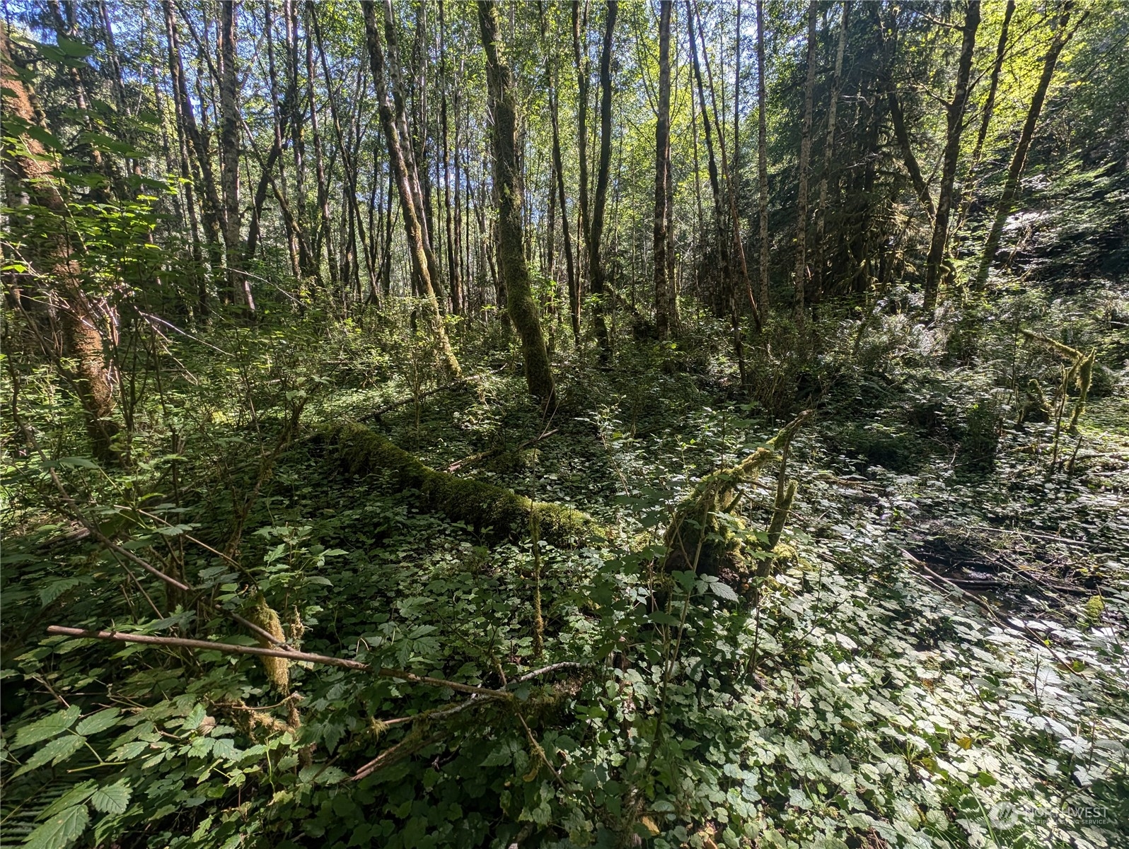 99993 Dowan Creek Road Forks, WA 98331 - Photo 26 of 40 a view of a lush green forest with large trees