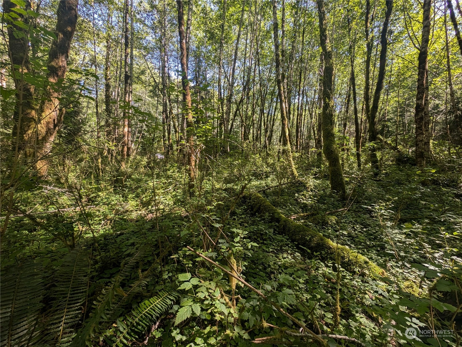 99993 Dowan Creek Road Forks, WA 98331 - Photo 27 of 40 a view of a yard