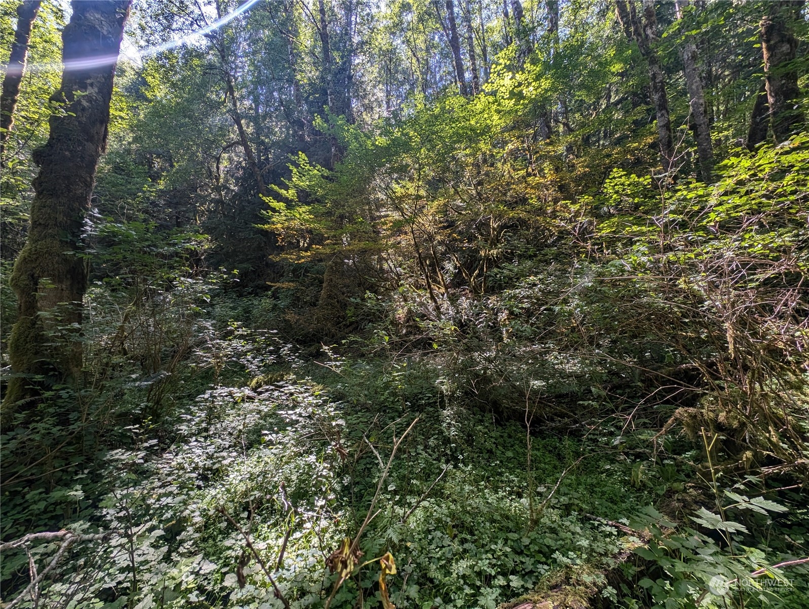99993 Dowan Creek Road Forks, WA 98331 - Photo 29 of 40 a view of a forest with a tree