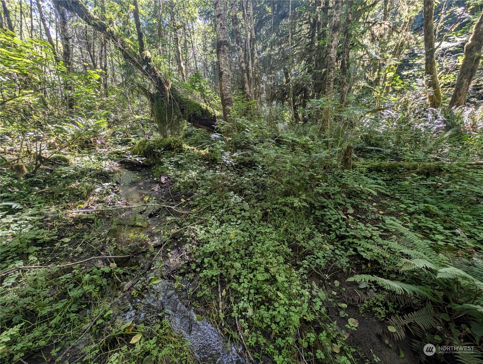 99993 Dowan Creek Road Forks, WA 98331 - Photo 31 of 40 a view of a forest with a tree