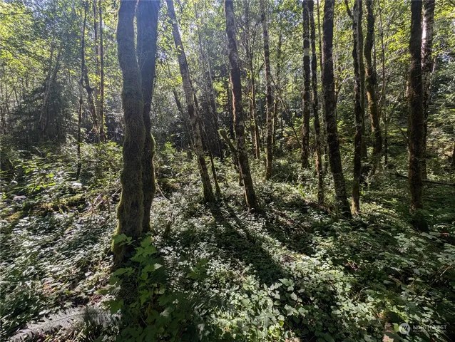 a view of a forest with a street