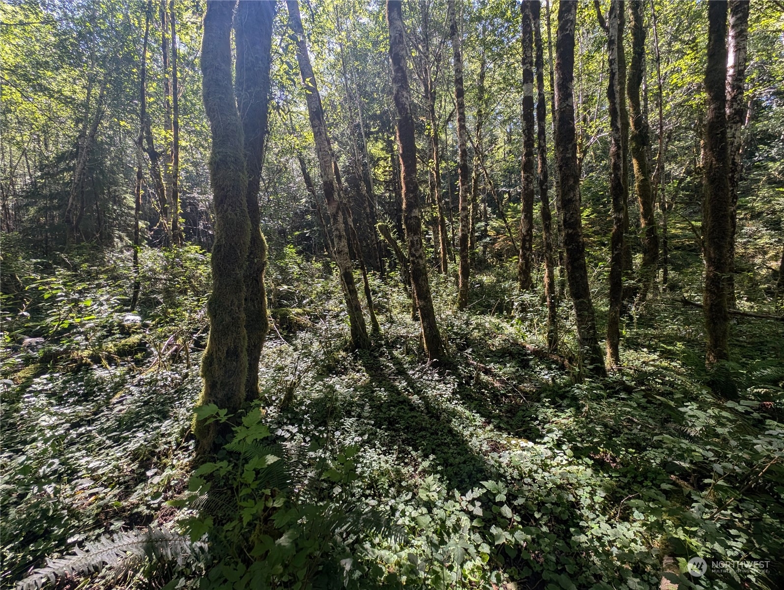99993 Dowan Creek Road Forks, WA 98331 - Photo 33 of 40 a view of a forest that has large trees