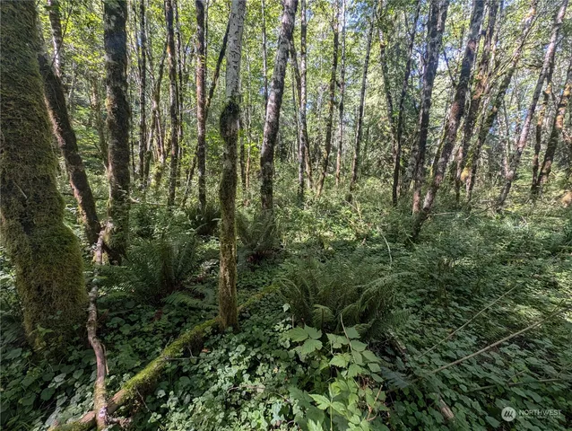 a view of a forest with lots of trees