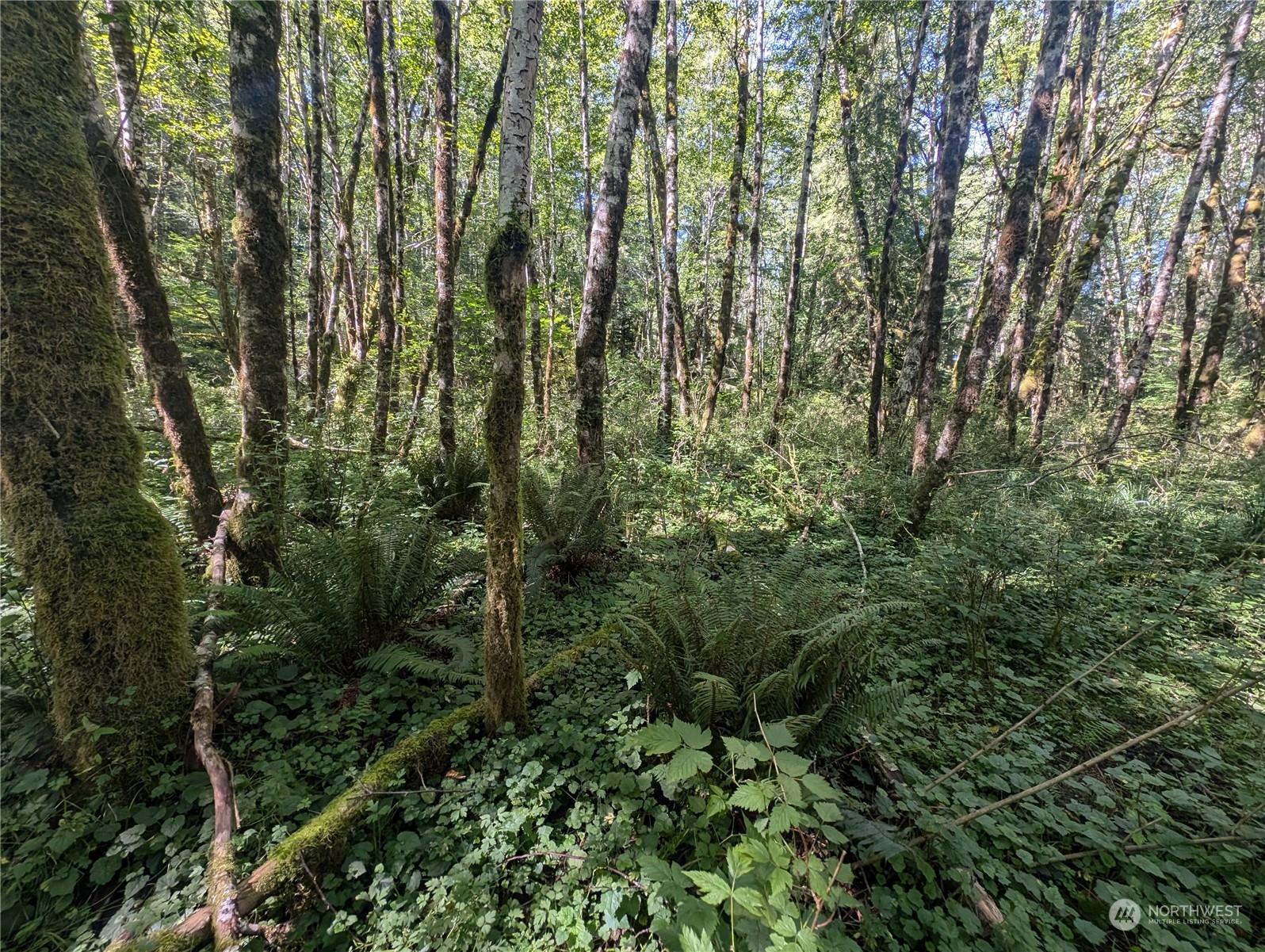 99993 Dowan Creek Road Forks, WA 98331 - Photo 34 of 40 a view of a forest with a street