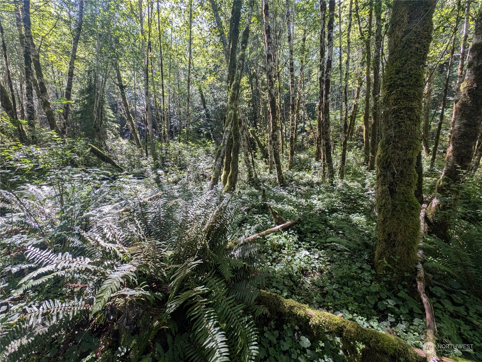 99993 Dowan Creek Road Forks, WA 98331 - Photo 35 of 40 a view of a forest with lots of trees