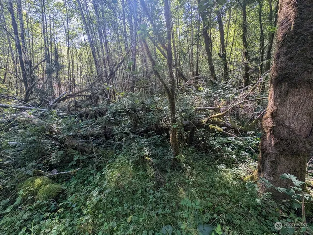 a view of a forest with large trees