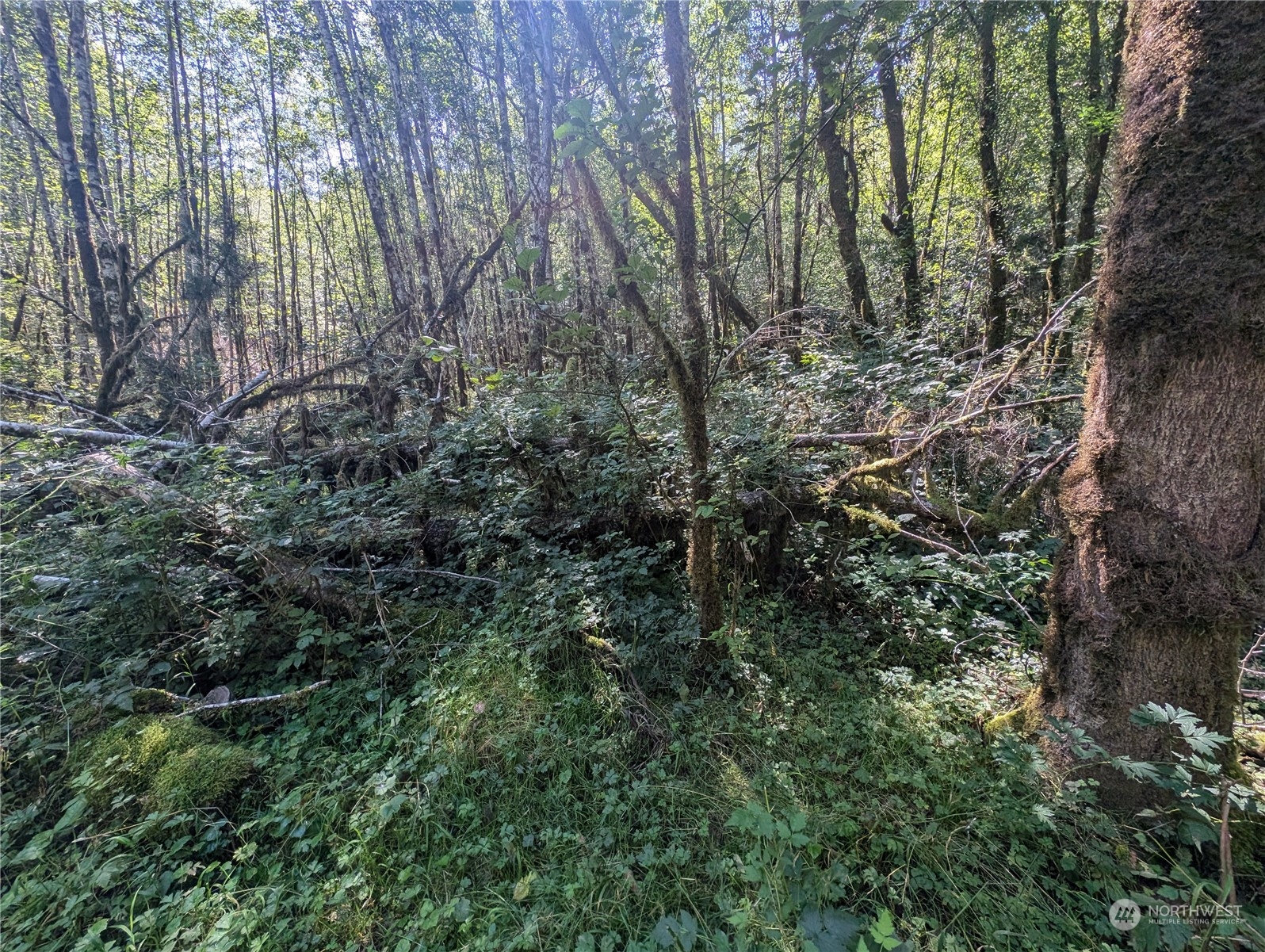 99993 Dowan Creek Road Forks, WA 98331 - Photo 36 of 40 a view of a forest with lots of trees