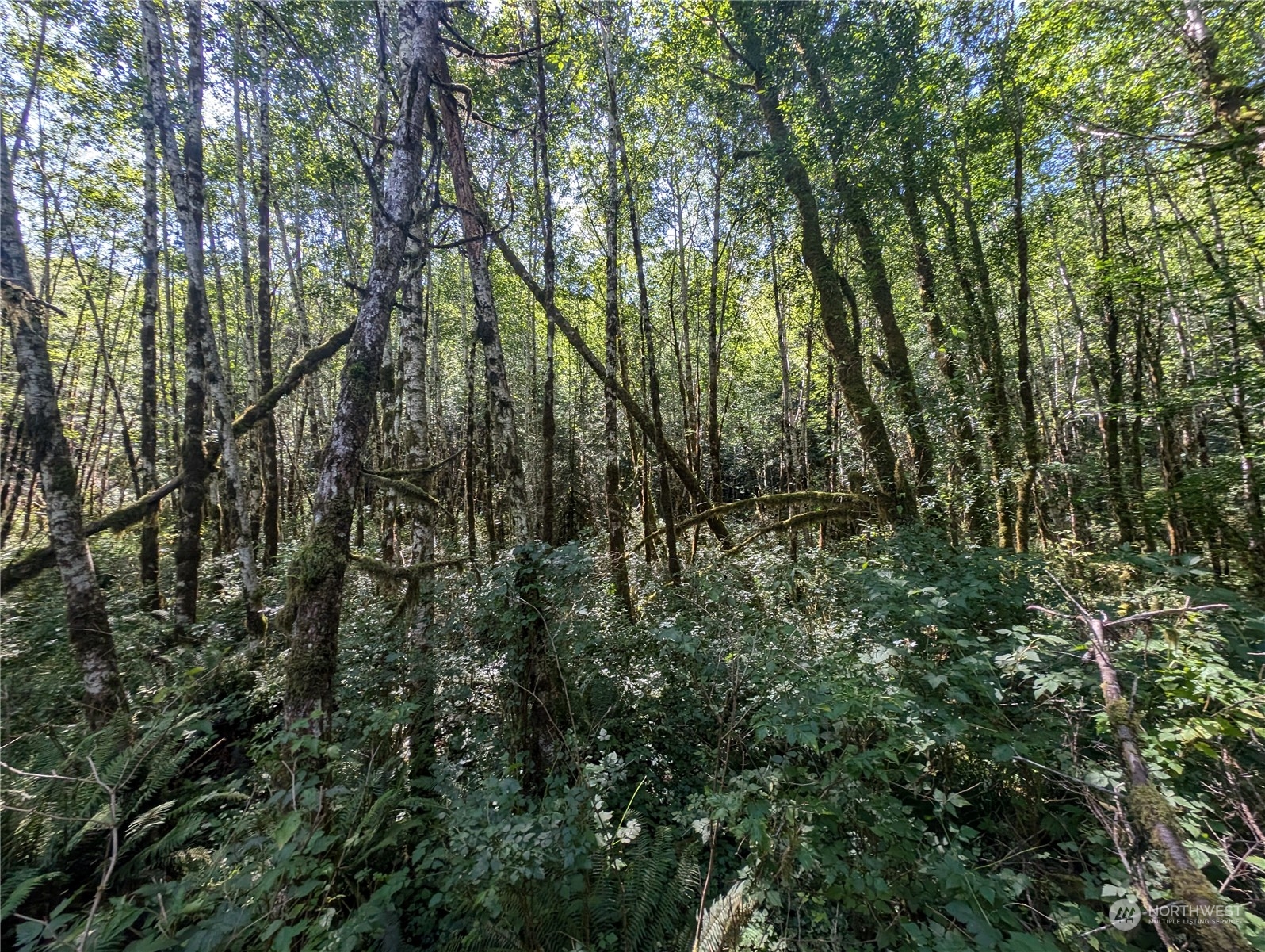 99993 Dowan Creek Road Forks, WA 98331 - Photo 38 of 40 a view of forest