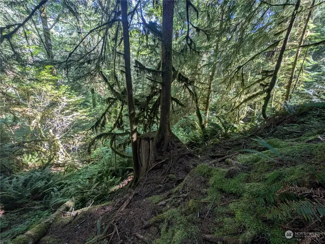 a view of a lush green forest with trees in the background