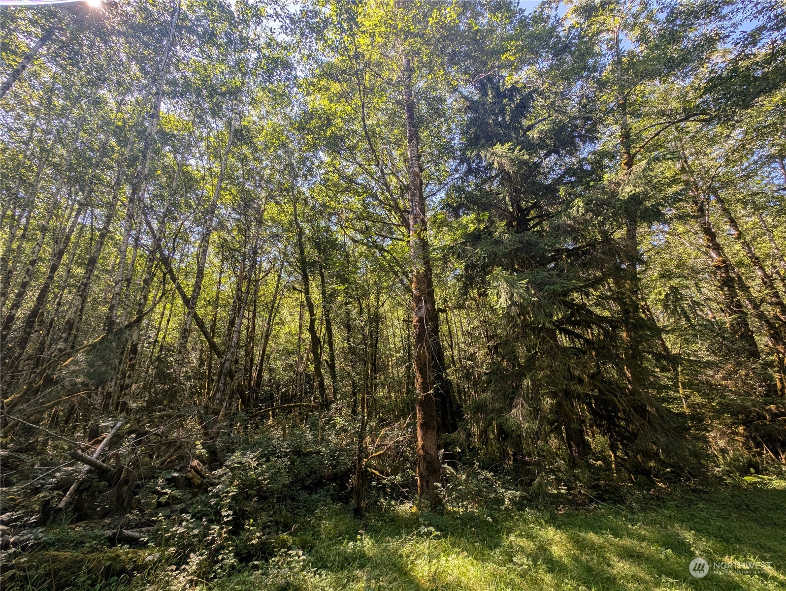 99993 Dowan Creek Road Forks, WA 98331 - Photo 8 of 40 a view of forest