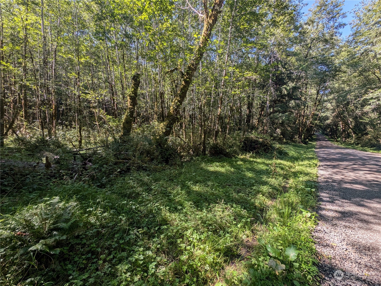 99993 Dowan Creek Road Forks, WA 98331 - Photo 10 of 40 a big yard with lots of green space and deers