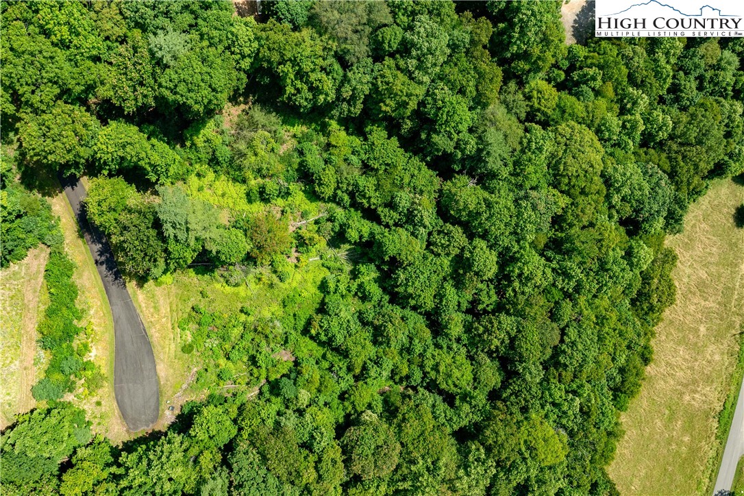 Lot 31 Lake Ridge Butler, TN 37640 - Photo 2 of 31 a view of a garden with a plant