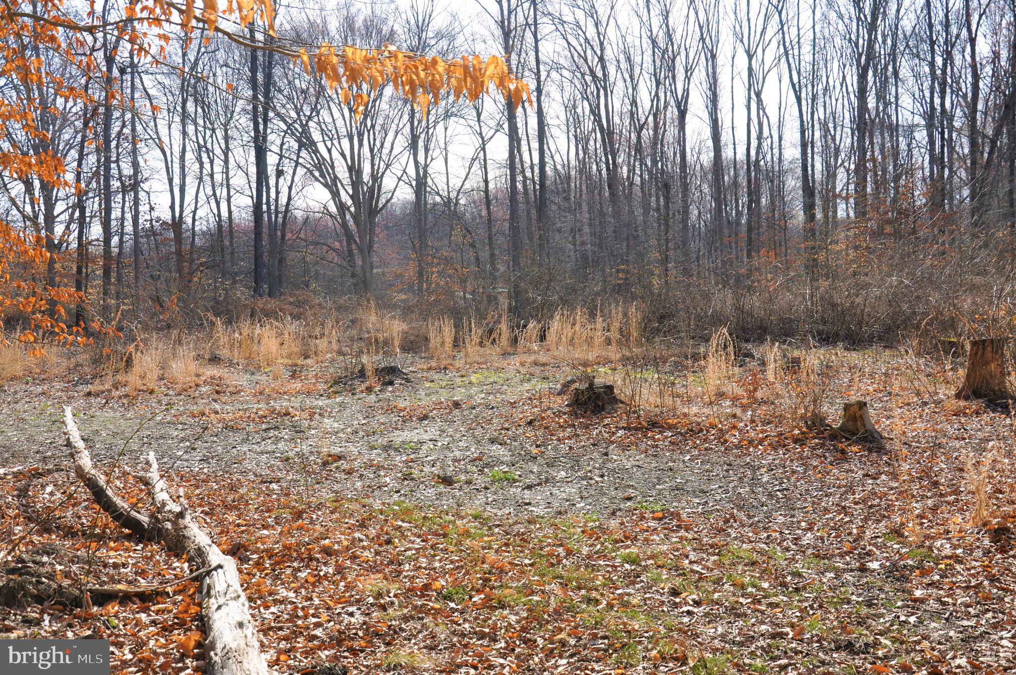 10698 Chesterville Forest Road Millington, MD 21651 - Photo 11 of 20 Cleared area for a food plot
