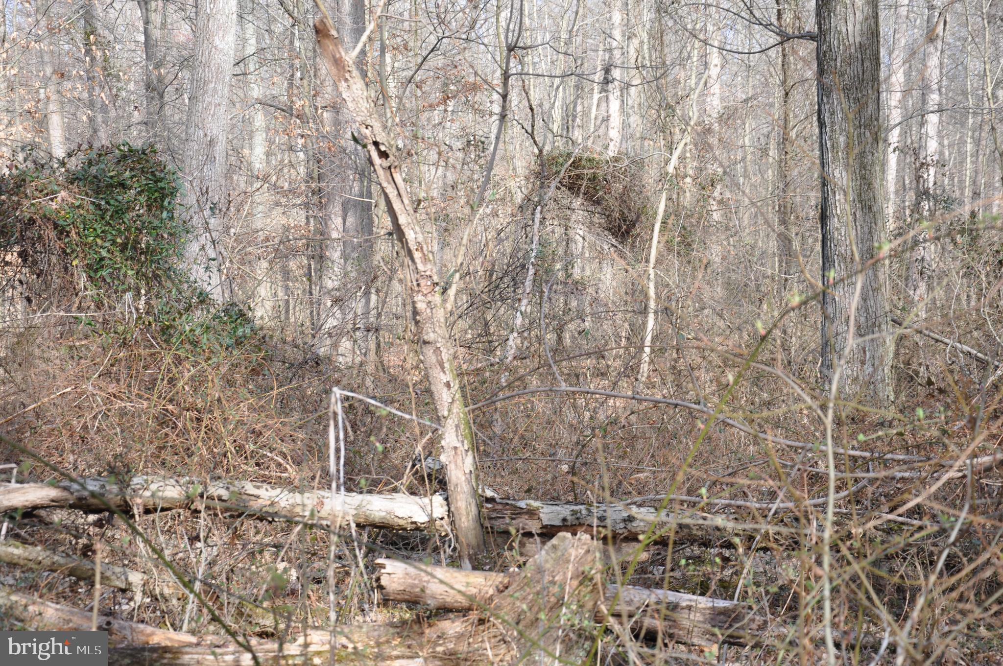 10698 Chesterville Forest Road Millington, MD 21651 - Photo 8 of 20 Gallery Image 8