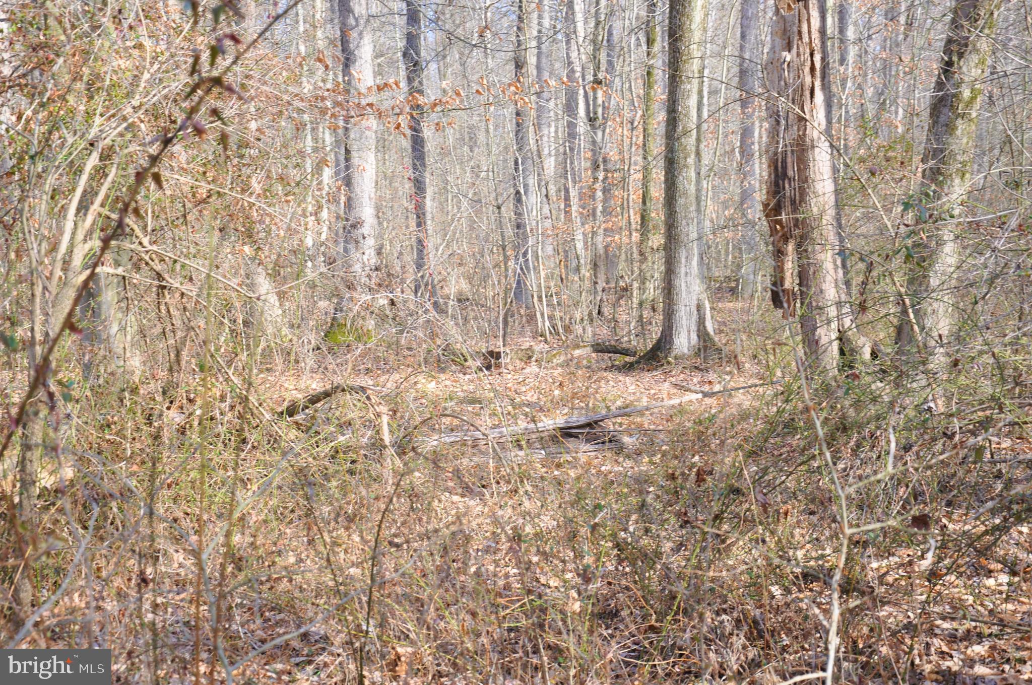 10698 Chesterville Forest Road Millington, MD 21651 - Photo 9 of 20 Gallery Image 9