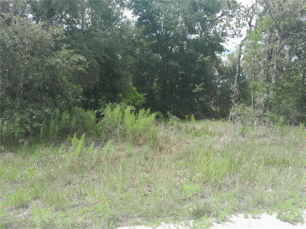 Tbd Southeast 28 Street Morriston, FL 32668 - Photo 2 of 9 a view of a lush green forest with lots of trees