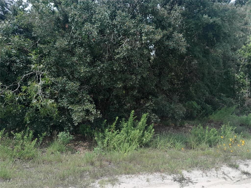Tbd Southeast 28 Street Morriston, FL 32668 - Photo 5 of 9 a view of a forest with lots of trees