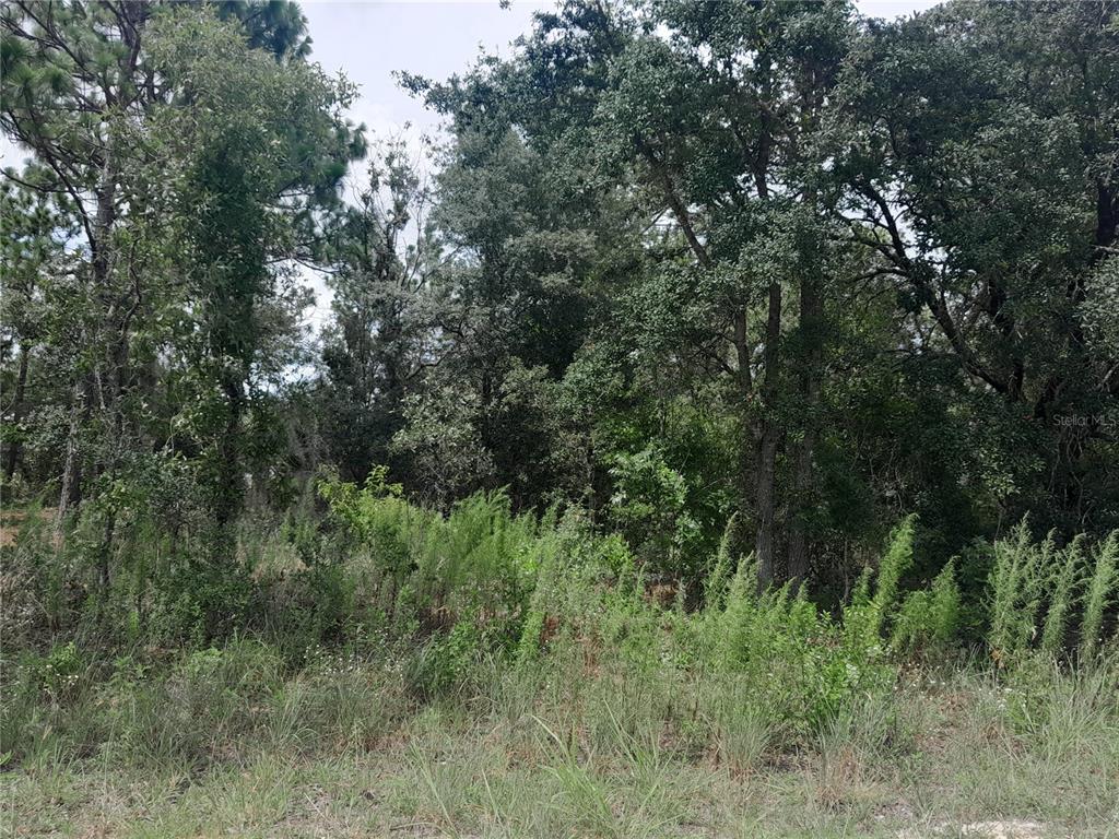 Tbd Southeast 28 Street Morriston, FL 32668 - Photo 6 of 9 a view of a lush green forest