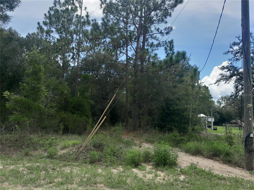 Tbd Southeast 28 Street Morriston, FL 32668 - Photo 9 of 9 a view of a lush green forest
