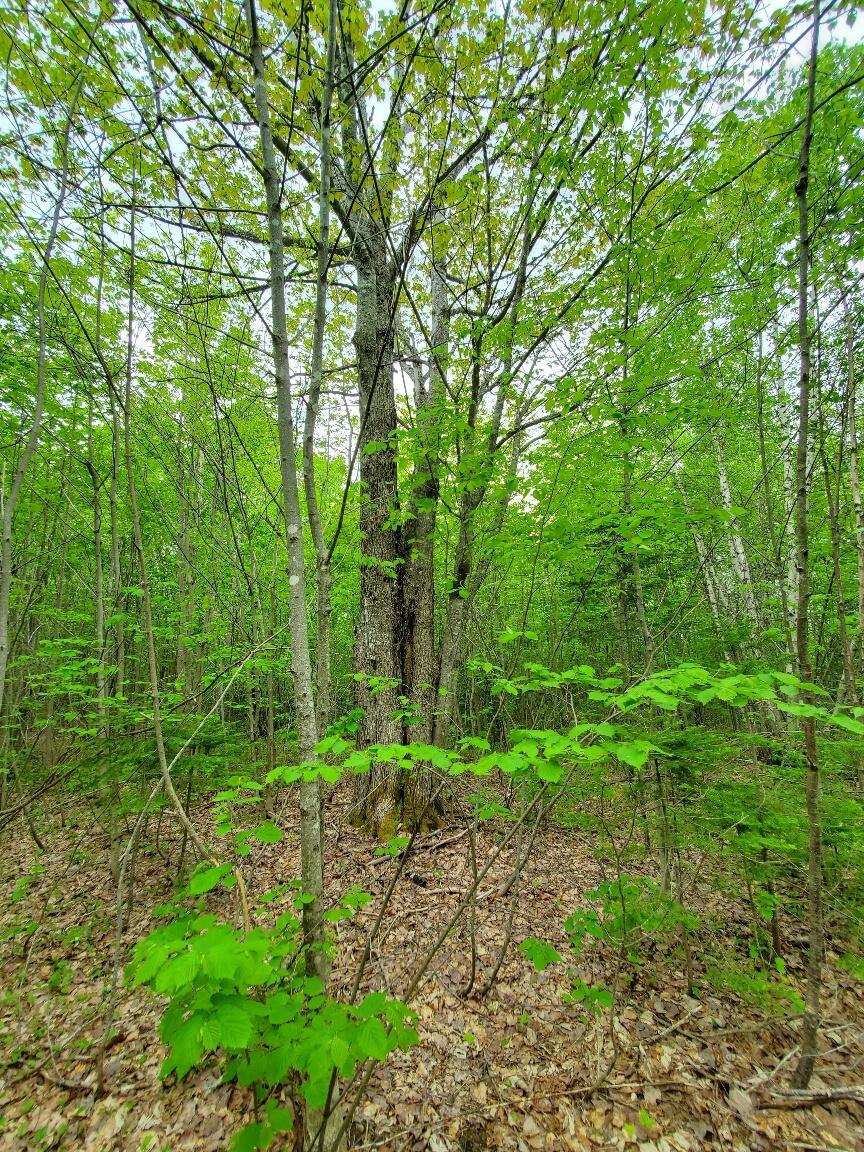 77 South Princeton Road Alexander, ME 04694 - Photo 15 of 31 20260528_111238_resized