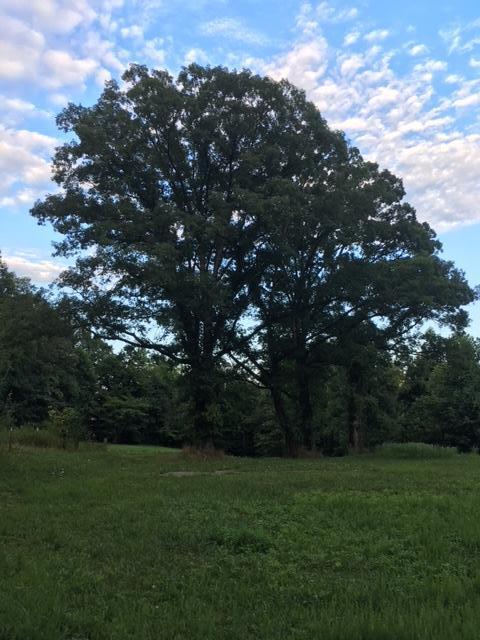 496 Northwest Bazel Road Harriman, TN 37748 - Photo 2 of 6 IMG_4095