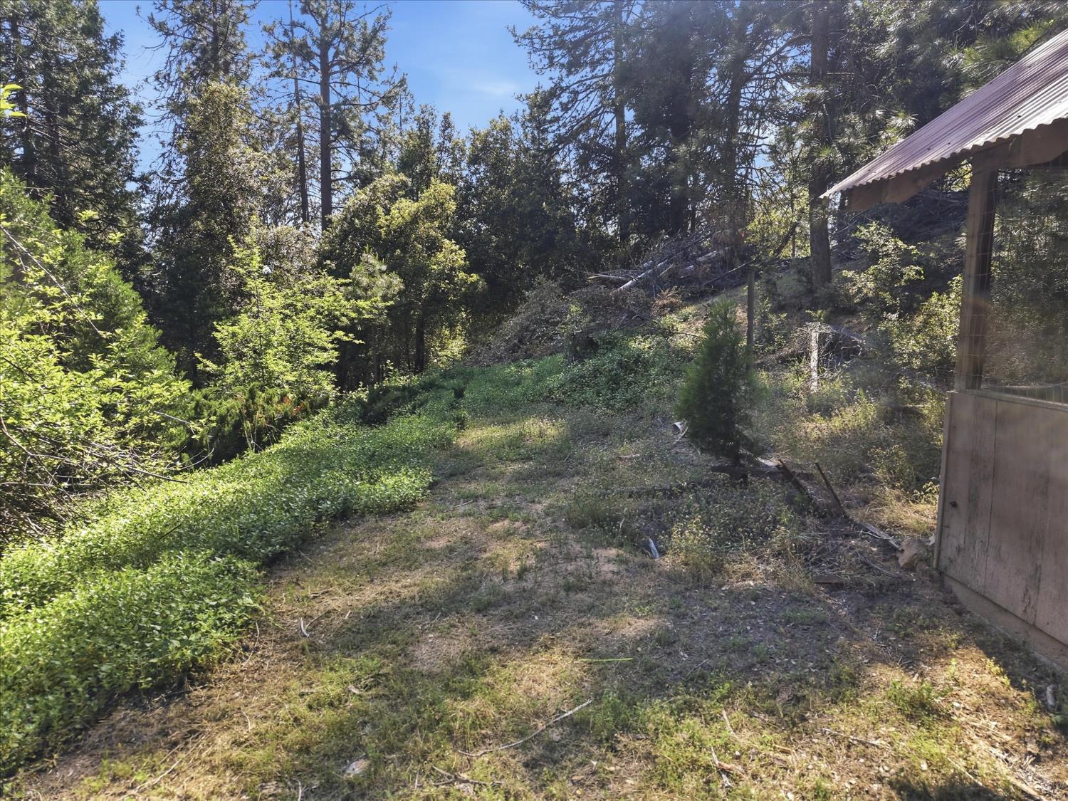45167 Tolladay Road Oakhurst, CA 93644 - Photo 40 of 50 a view of a yard with plants and large trees