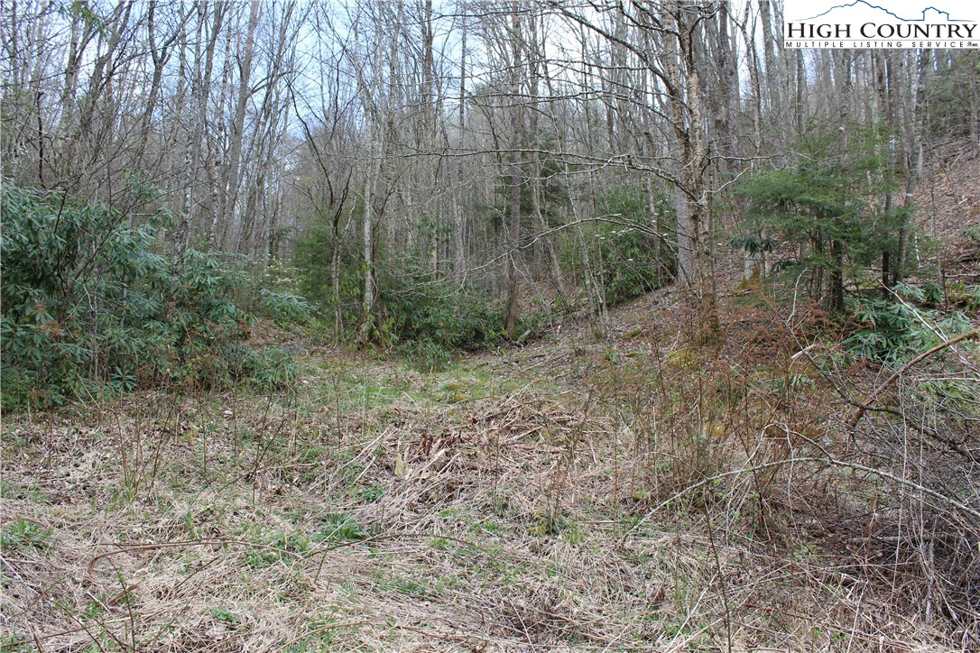 a view of a forest with trees in the background