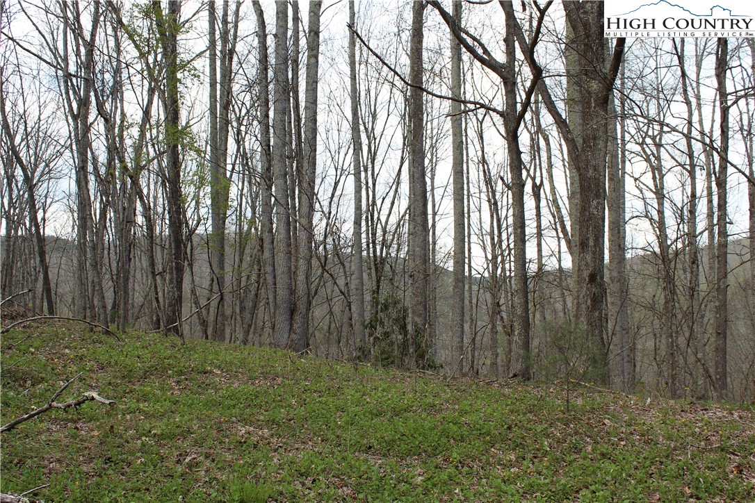 2030 Roaring Fork Road Creston, NC 28615 - Photo 11 of 24 a view of outdoor space with lots of trees