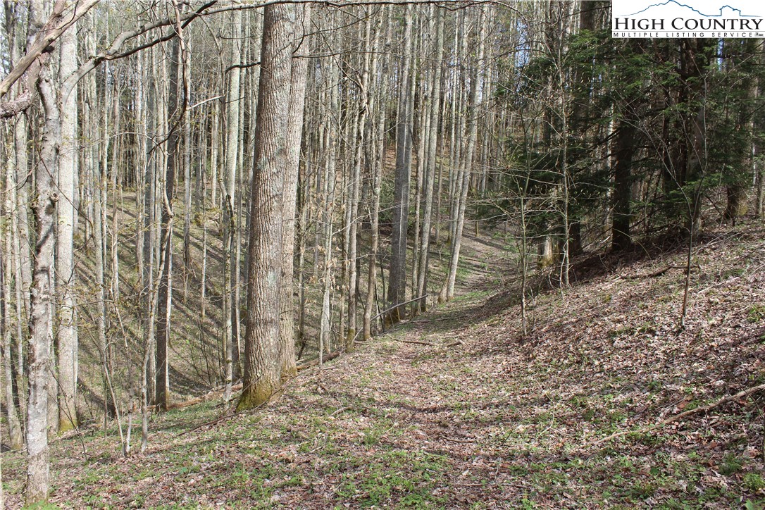 2030 Roaring Fork Road Creston, NC 28615 - Photo 12 of 24 a view of a backyard with plants and trees