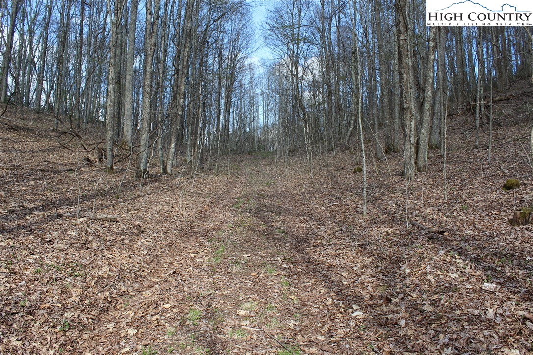 2030 Roaring Fork Road Creston, NC 28615 - Photo 13 of 24 a view of a yard with trees