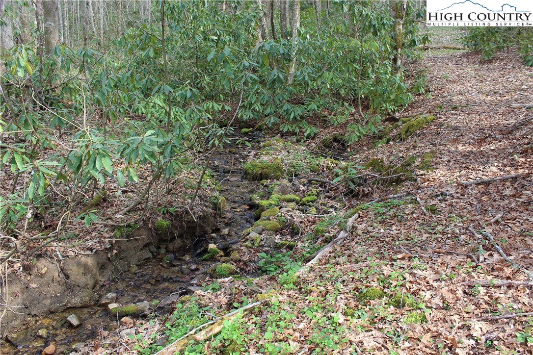 2030 Roaring Fork Road Creston, NC 28615 - Photo 15 of 24 a view of a forest with a tree