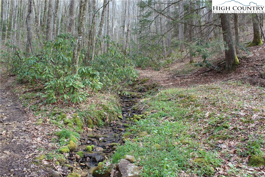 2030 Roaring Fork Road Creston, NC 28615 - Photo 16 of 24 a view of a forest with lots of trees