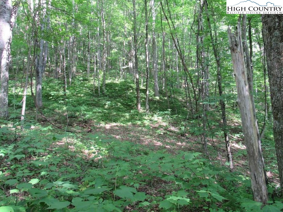 2030 Roaring Fork Road Creston, NC 28615 - Photo 17 of 24 a view of outdoor space and green space
