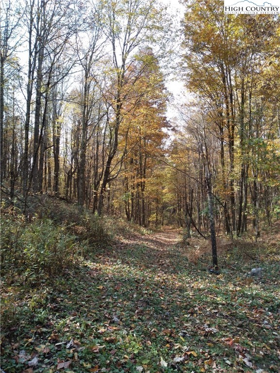 2030 Roaring Fork Road Creston, NC 28615 - Photo 18 of 24 a view of a yard with trees