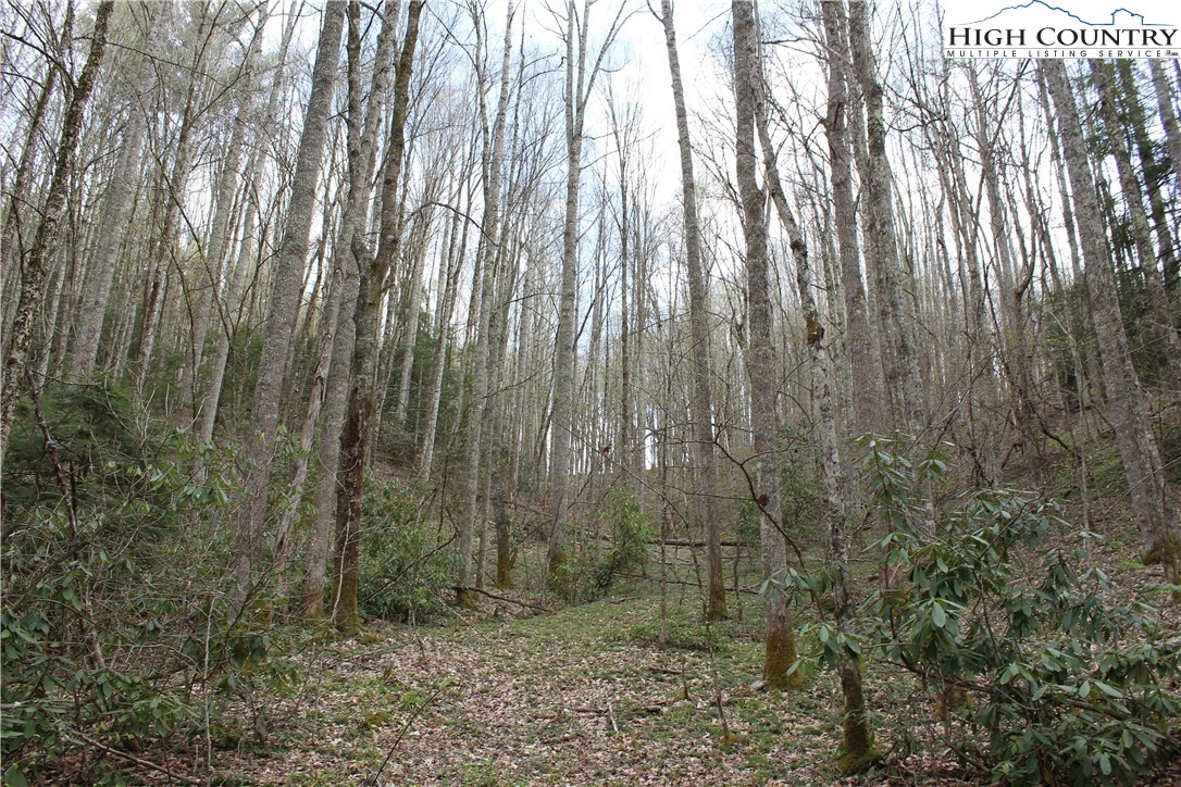 2030 Roaring Fork Road Creston, NC 28615 - Photo 19 of 24 a view of a forest with trees in front of it