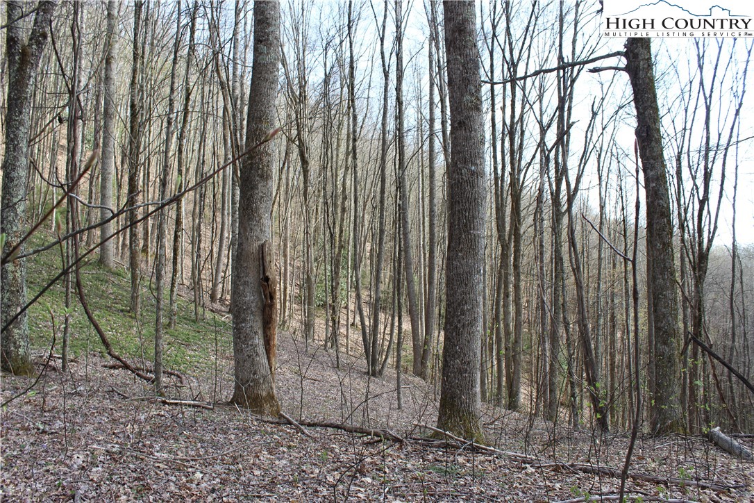 2030 Roaring Fork Road Creston, NC 28615 - Photo 20 of 24 a view of a backyard with potted plants and large trees