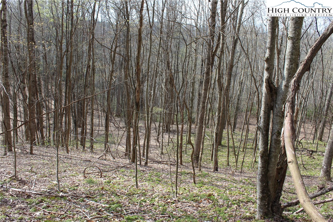 2030 Roaring Fork Road Creston, NC 28615 - Photo 22 of 24 a view of outdoor space with trees