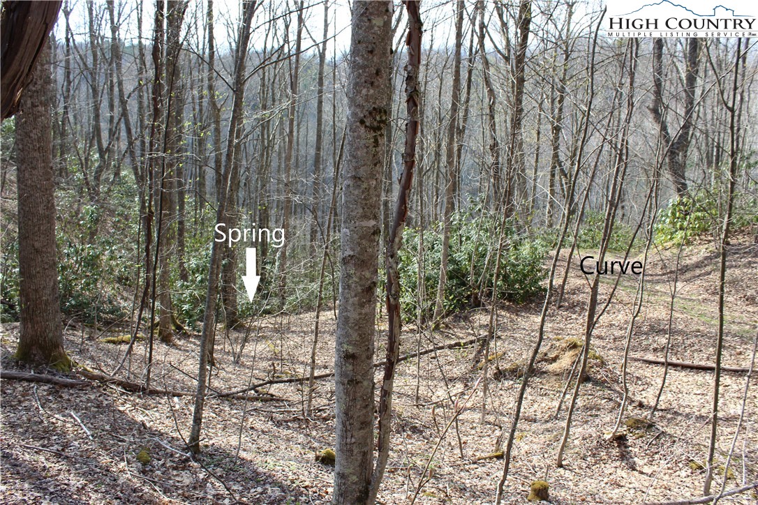 2030 Roaring Fork Road Creston, NC 28615 - Photo 7 of 24 a view of a yard with plants and trees