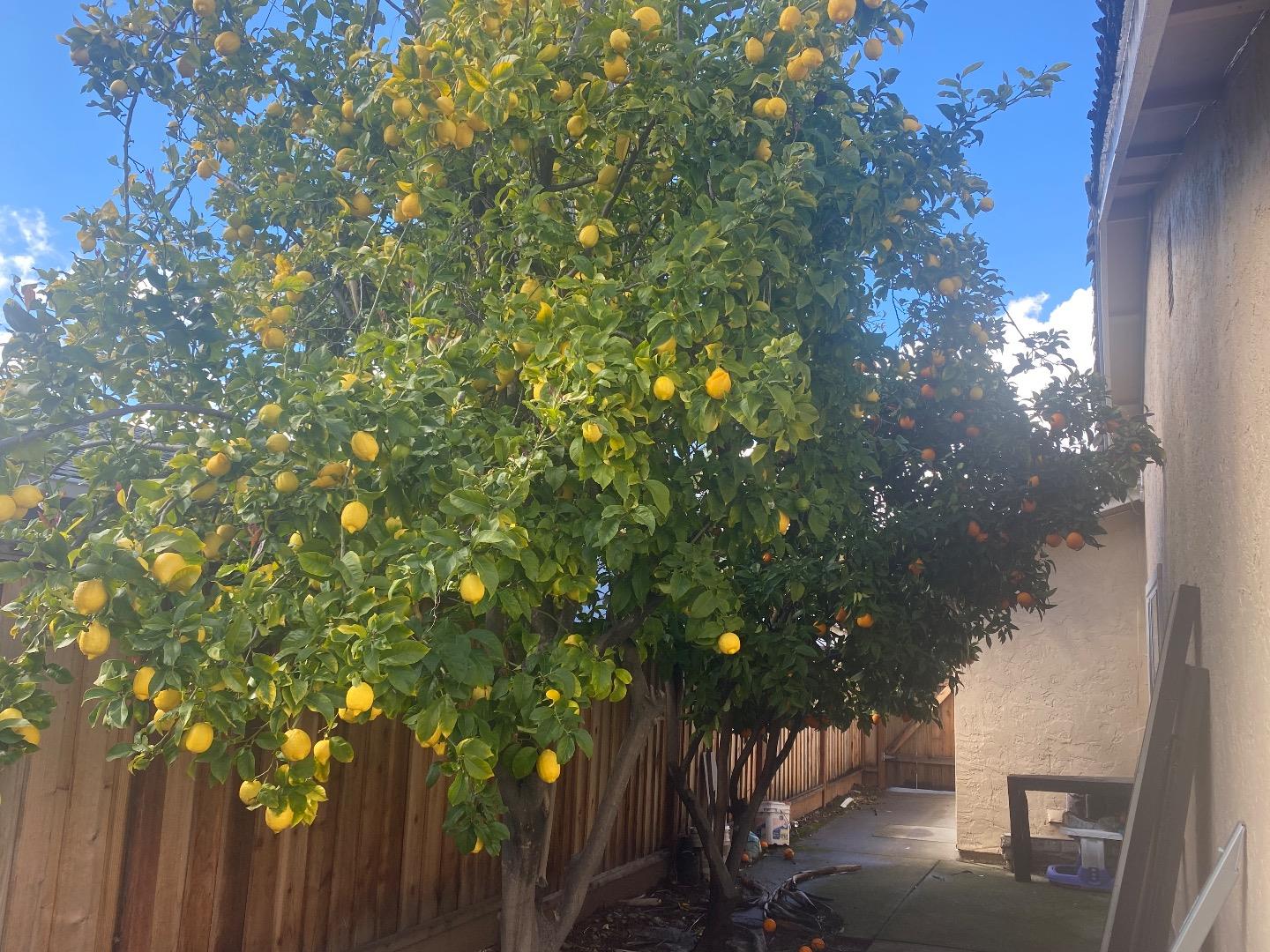 1672 Merrill Loop San Jose, CA 95124 - Photo 6 of 10 a view of a tree in front of a house