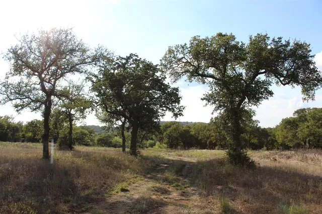 a view of a forest filled with trees