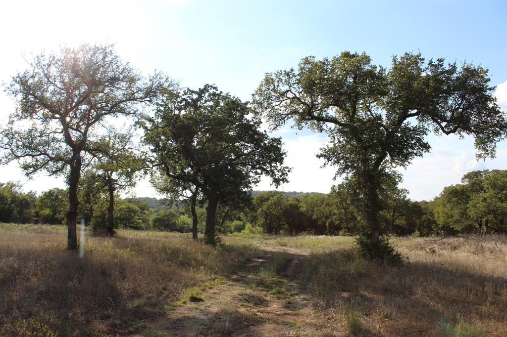 4996 State Highway South Graham, TX 76450 - Photo 8 of 14 a view of a forest filled with trees